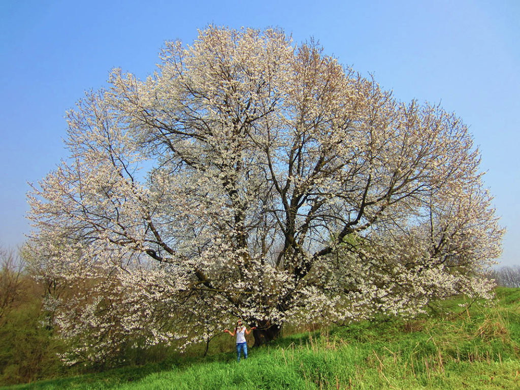 fioritura ciliegio secolare besana in brianza vojagon vergo zoccorino via cremonina